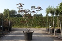 Albizia julibrissin 'Summer Chocolate' (PBR) cont. 30L 150-175 cm +p