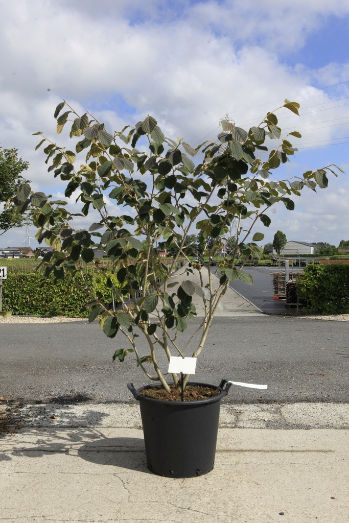 [P] Hamamelis intermedia 'Jelena' cont. 35L 125-150 cm