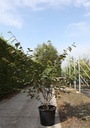 Hamamelis intermedia 'Jelena' cont. 35L 125-150 cm