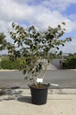 Hamamelis intermedia 'Jelena' cont. 35L 125-150 cm