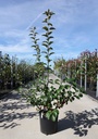 Malus EVERESTE® cont. 12L 80-100 cm +f