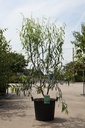 Salix acutifolia 'Blue Streak' cont. 30L 150-175 cm +ф