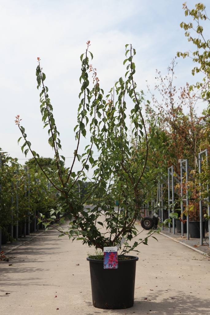 [P] Prunus mume 'Beni-Chidori' cont. 25L 150/+ cm +p