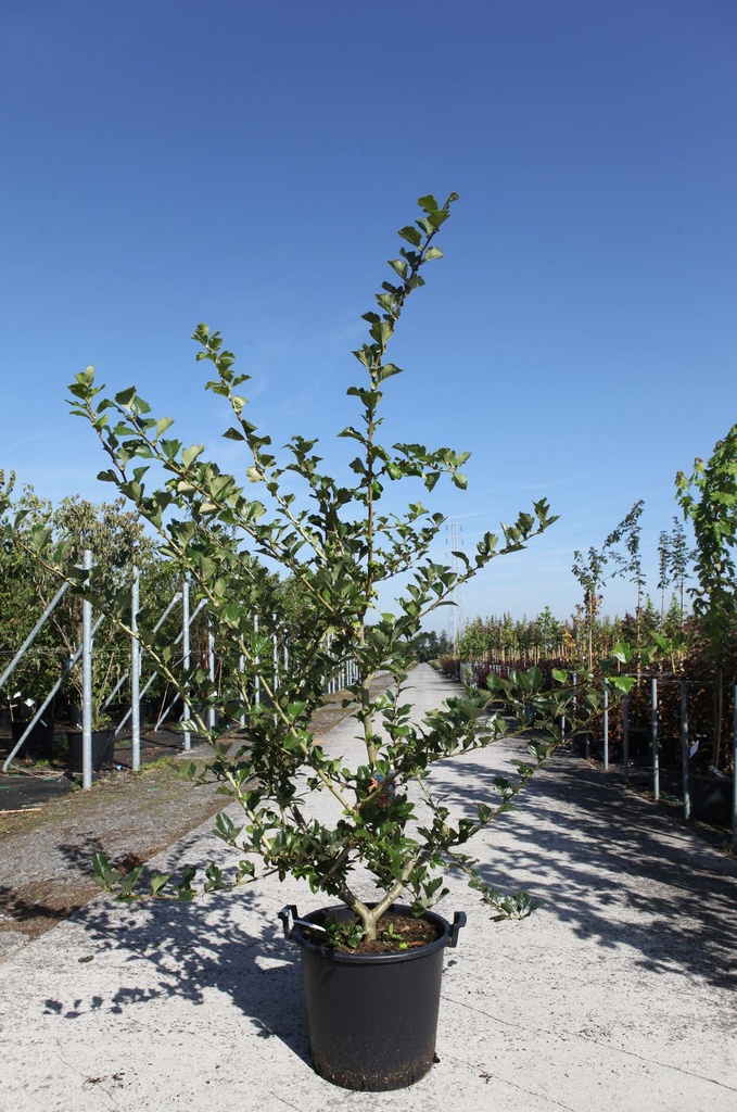 [P] Crataegus grignonensis cont. 30L 150/+ cm