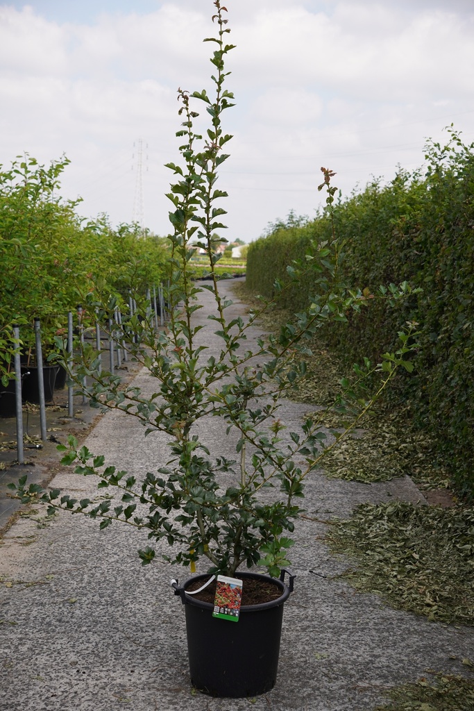 [P] Crataegus grignonensis cont. 30L 150/+ cm