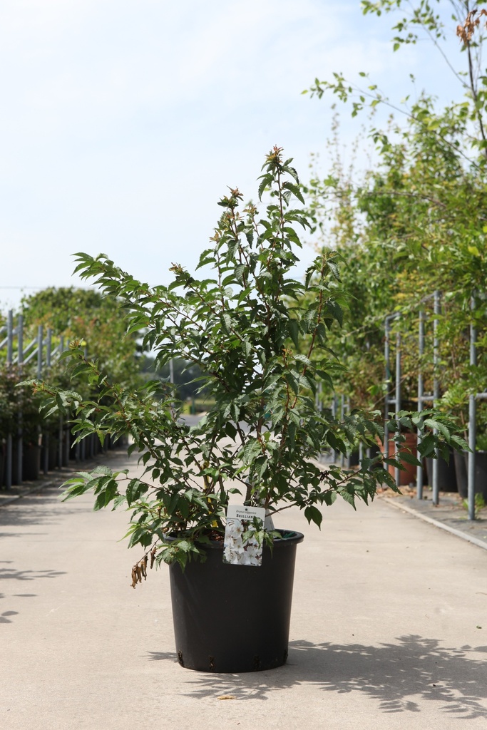 [P] Prunus nipponica 'Brilliant' cont. 25L 100/+ cm +ф