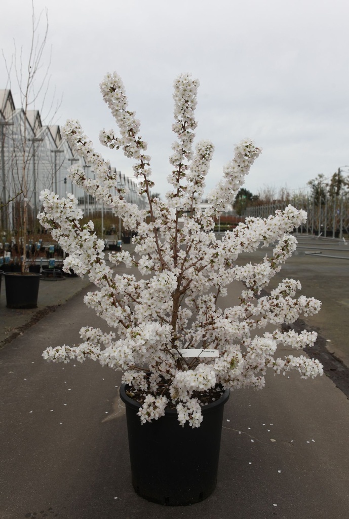 Prunus nipponica 'Brilliant' cont. 25L 100/+ cm +B