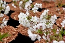 Prunus nipponica 'Brilliant' cont. 25L 100/+ cm +ф