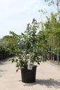 Prunus nipponica 'Brilliant' cont. 25L 100/+ cm +ф
