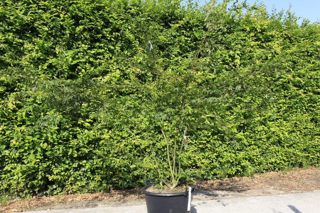 [P] Acer palmatum cont. 50L 175-200 cm