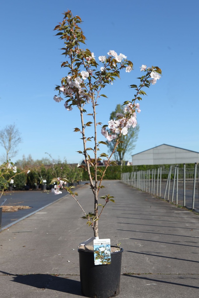 Prunus serrulata 'Sunset Boulevard' cont. 12L 100-125 cm +ф