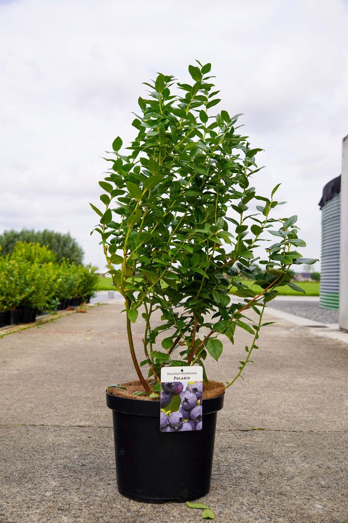 [P] Vaccinium corymbosum 'Polaris' cont. 10L 60-80 cm +f