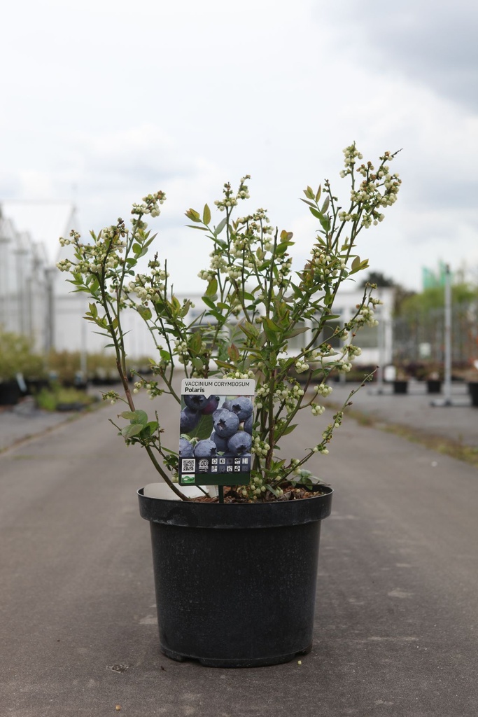 [P] Vaccinium corymbosum 'Polaris' cont. 10L 60-80 cm +p