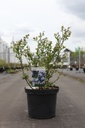 Vaccinium corymbosum 'Polaris' cont. 10L 60-80 cm +ф