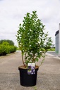 Vaccinium corymbosum 'Polaris' poj. 10L 60-80 cm +f