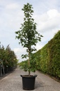 Liquidambar styraciflua 'Oakville Highlight' cont. 35L 200/+ cm