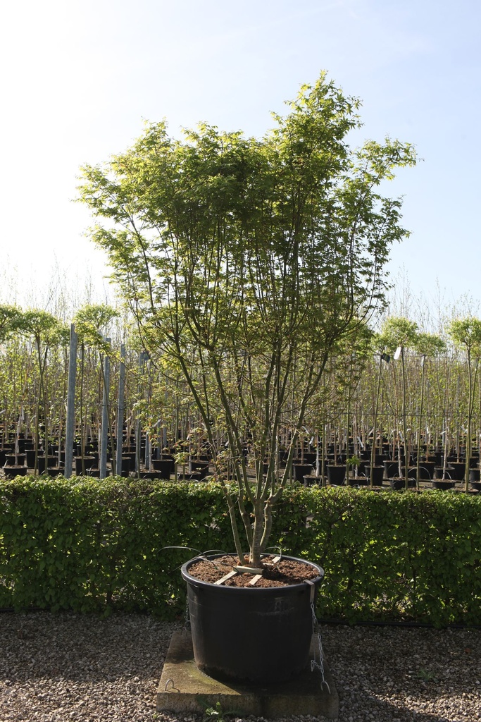 [P] Acer palmatum cont. 230L 300-350 cm