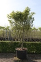 Acer palmatum cont. 230L 300-350 cm
