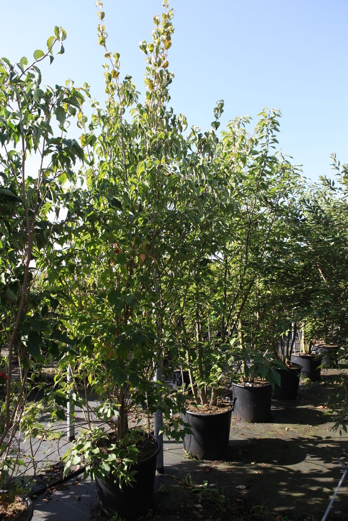 [P] Cornus kousa 'Milky Way' cont. 70L 250-275 cm