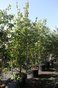 Cornus kousa 'Milky Way' cont. 70L 250-275 cm