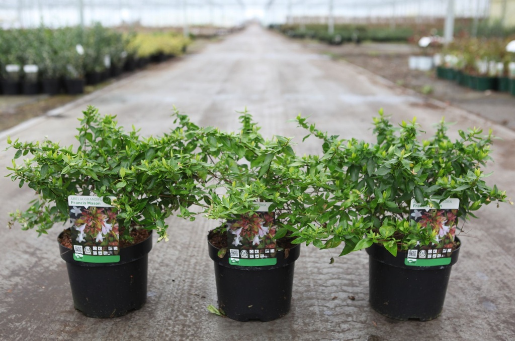 Abelia grandiflora 'Francis Mason' cont. 3,6L 30/+ cm +p