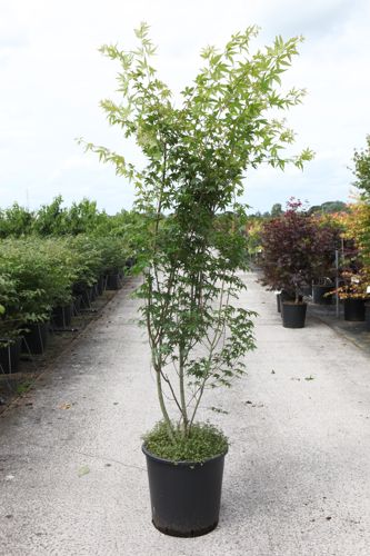[P] Acer palmatum cont. 25L 150-175 cm +ф