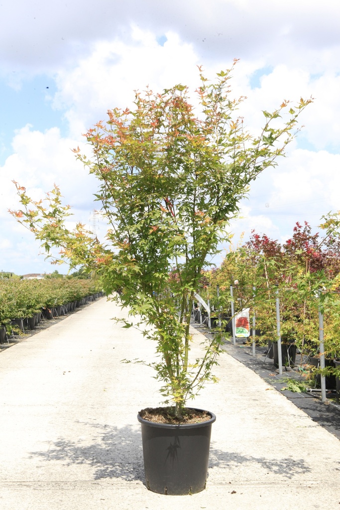 Acer palmatum cont. 25L 150-175 cm +f