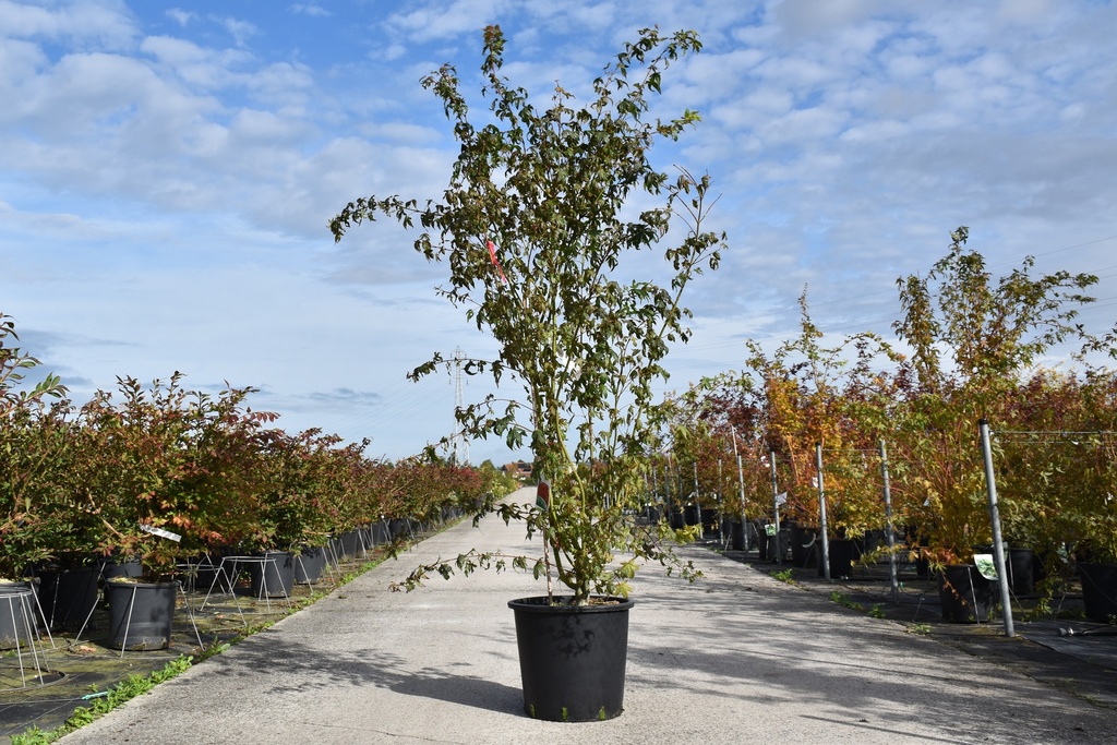 [P] Acer palmatum cont. 25L 150-175 cm +p