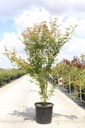 Acer palmatum cont. 25L 150-175 cm +B