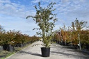 Acer palmatum cont. 25L 150-175 cm +f