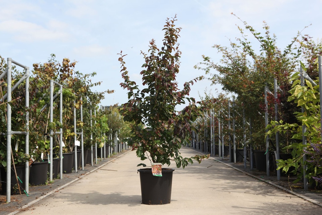Parrotia persica 'Bella' cont. 25L 125/+ cm +ф