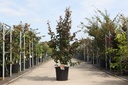 Parrotia persica 'Bella' cont. 25L 125/+ cm +ф