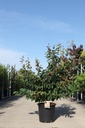 Parrotia persica 'Bella' cont. 25L 125/+ cm +p