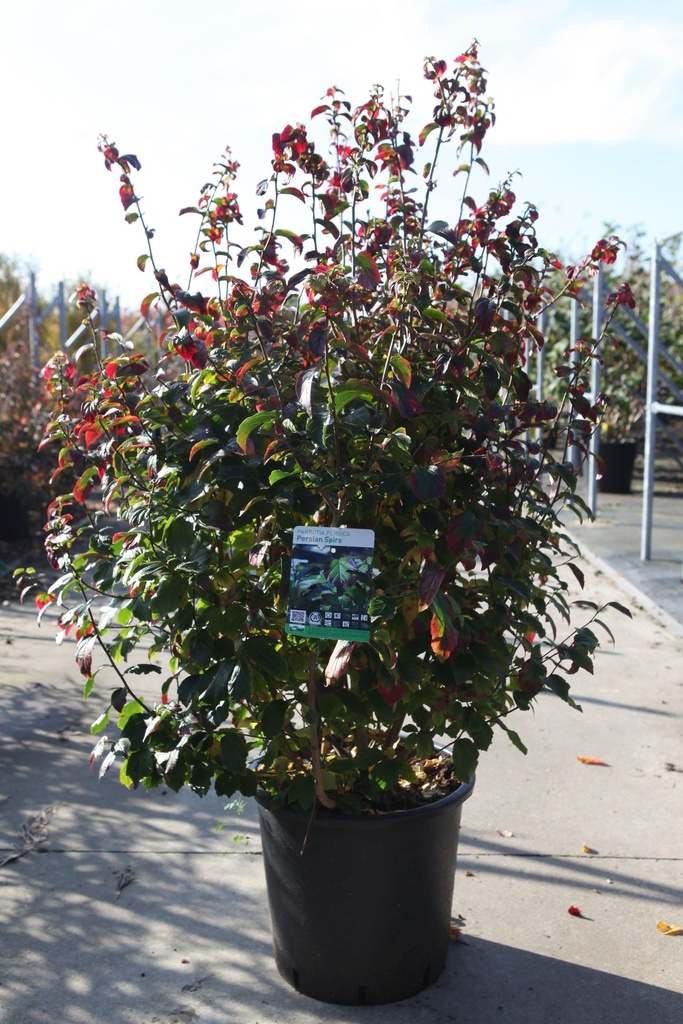 Parrotia persica PERSIAN SPIRE (PBR) cont. 25L 100-125 cm +ф