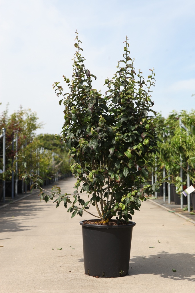 [P] Parrotia persica PERSIAN SPIRE (PBR) cont. 25L 100-125 cm +f