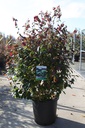 Parrotia persica PERSIAN SPIRE (PBR) cont. 25L 100-125 cm +ф
