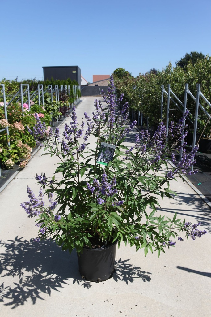 Vitex agnus-castus 'Latifolia' cont. 25L 100-125 cm +p