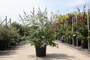 Vitex agnus-castus 'Latifolia' cont. 25L 100-125 cm +ф