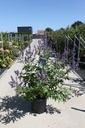 Vitex agnus-castus 'Latifolia' cont. 25L 100-125 cm +B