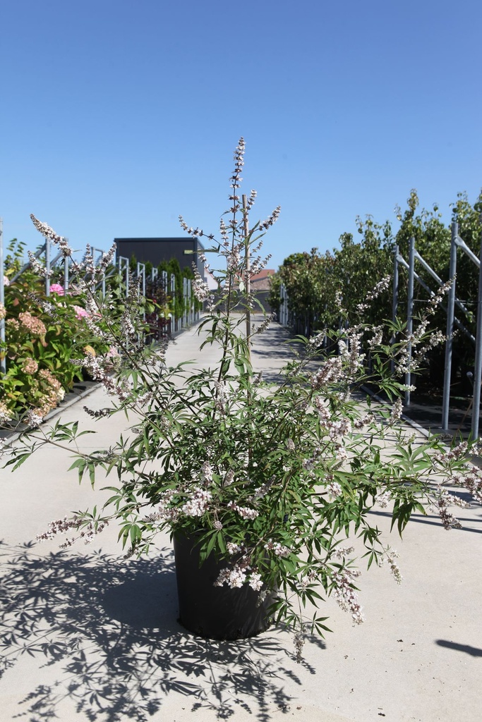 Vitex agnus-castus 'Albus' cont. 25L 100-125 cm +ф
