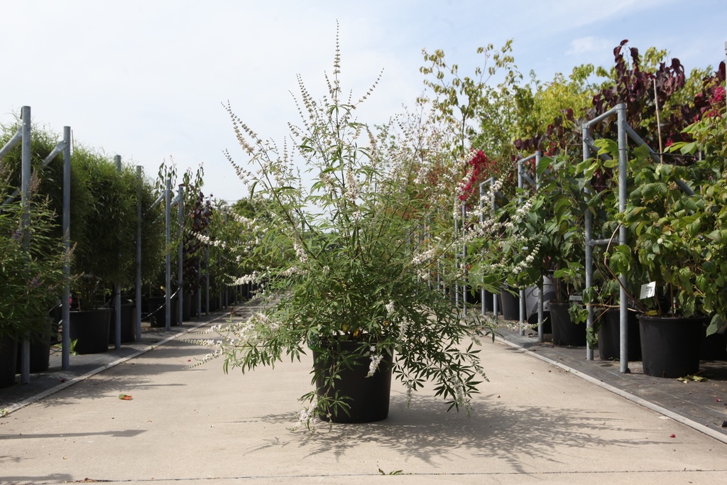 Vitex agnus-castus 'Albus' cont. 25L 100-125 cm +B