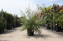 Vitex agnus-castus 'Albus' cont. 25L 100-125 cm +p