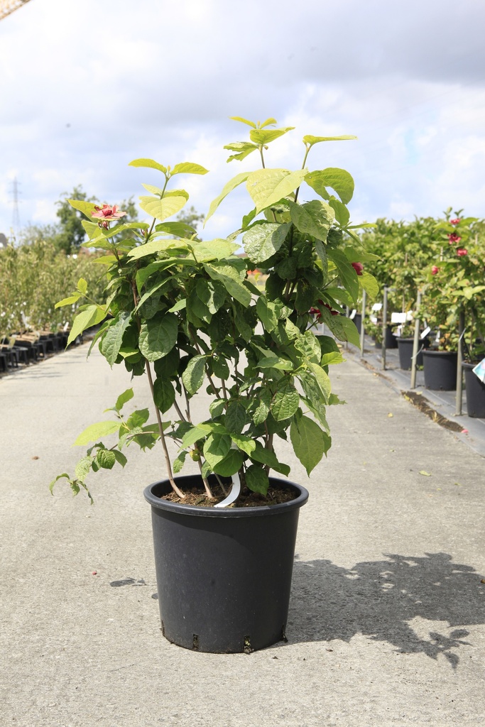 [P] Calycanthus raulstonii 'Hartlage Wine' cont. 25L 125-150 cm +f