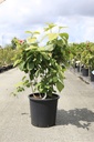Calycanthus raulstonii 'Hartlage Wine' cont. 25L 125-150 cm +p