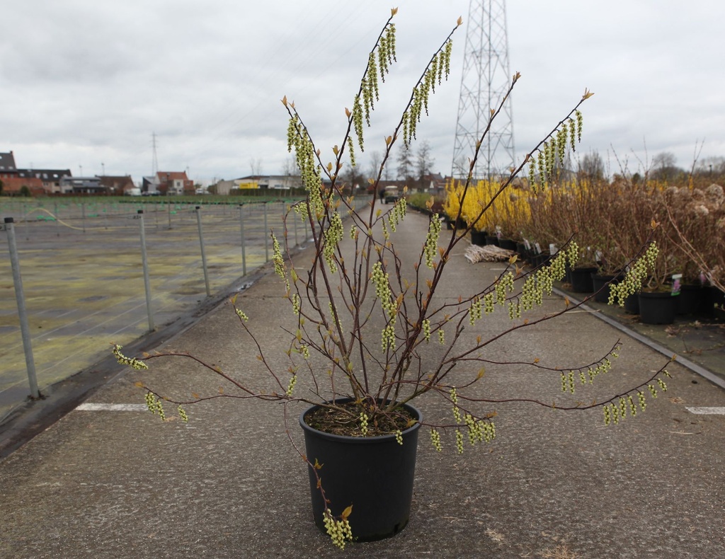 Stachyurus chinensis 'Celina' cont. 18L 100/+ cm +B