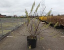 Stachyurus chinensis 'Celina' cont. 18L 100/+ cm +B