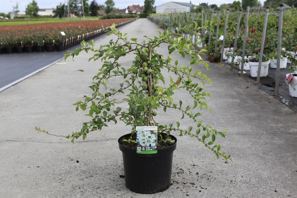 [P] Chaenomeles superba 'Jet Trail' cont. 10L 80-90 cm pyramid +p