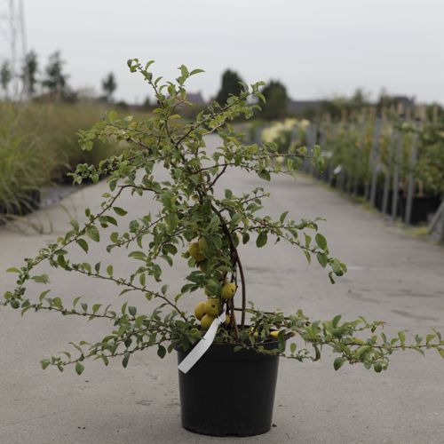 [P] Chaenomeles superba 'Jet Trail' cont. 10L 80-90 cm pyramide +p