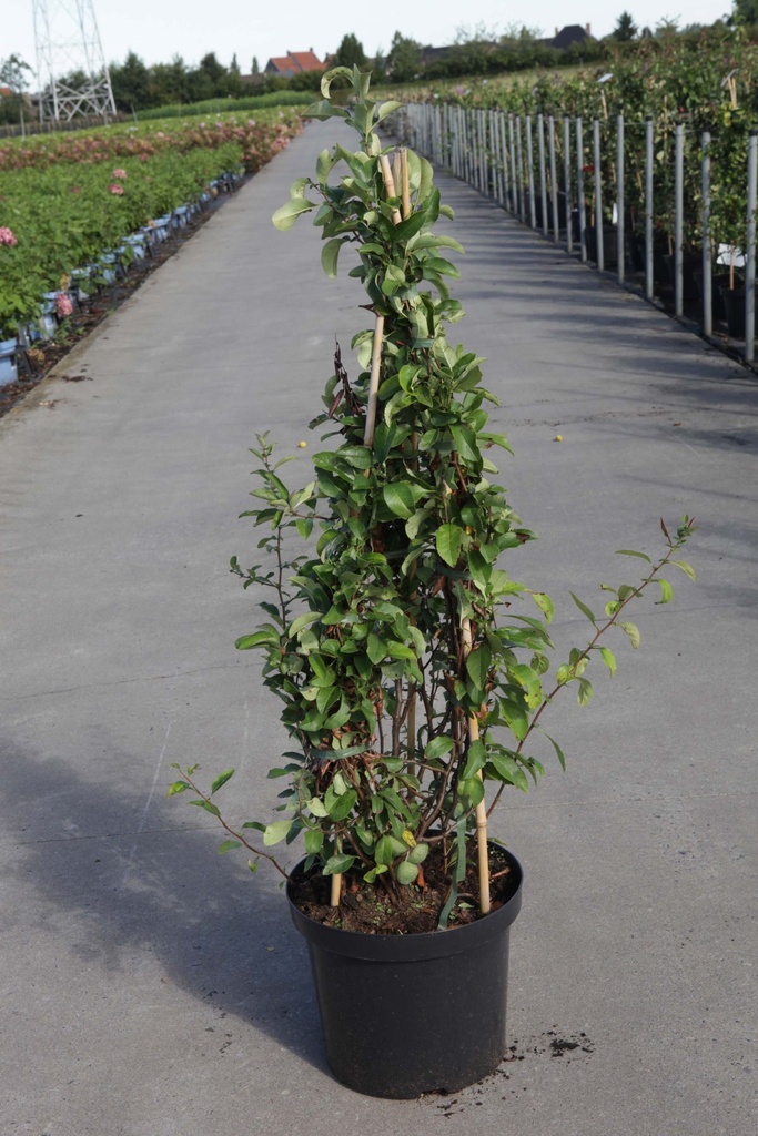 Chaenomeles superba 'Jet Trail' cont. 10L 80-90 cm pyramide +p
