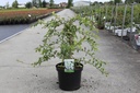Chaenomeles superba 'Jet Trail' Kont. 10L 80-90 cm Pyramide +B